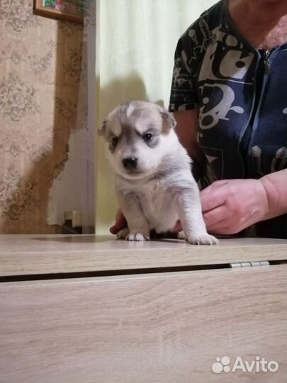 Щенки помесь с хаски