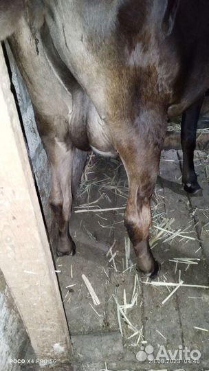 Корова дойная