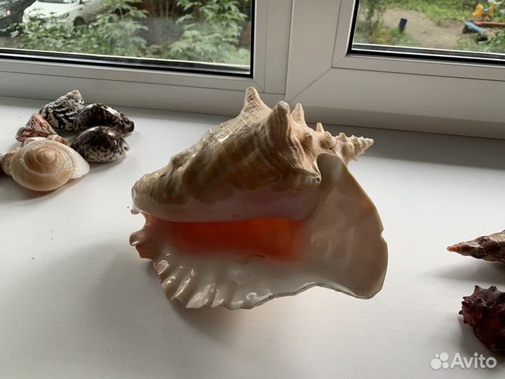 Ракушки, раковины