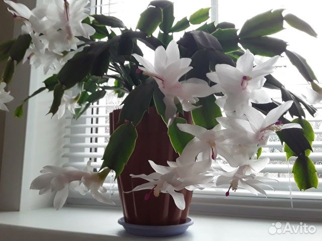 Кактусы и суккуленты