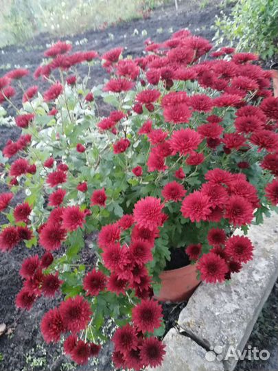 Хризантемы