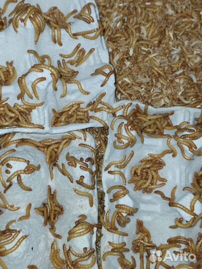 Кормовые насекомые