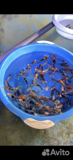 Малек карпа кои