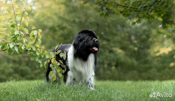 Вязка Ньюфаундленд