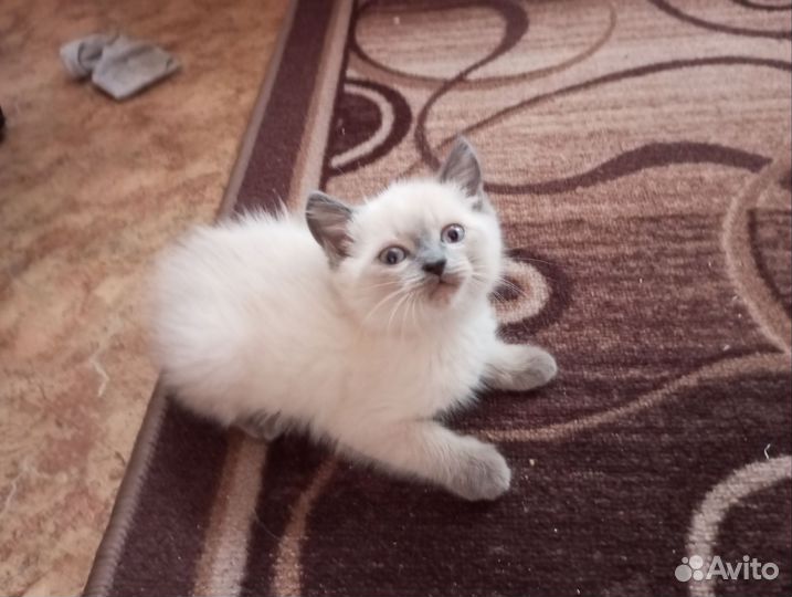 Котенок девочка в добрые руки