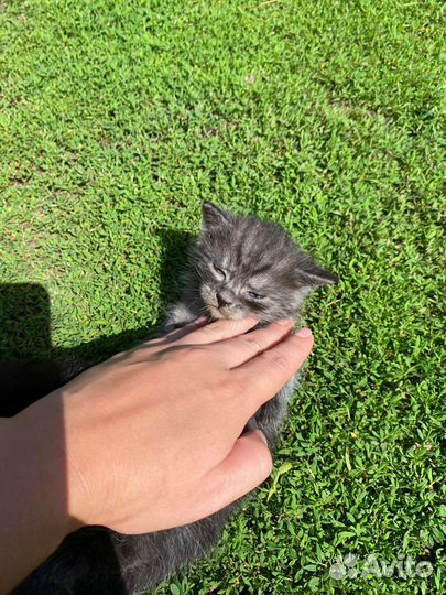 Котята вислоухие в добрые руки бесплатно