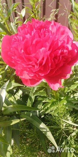 Цветы пионы, Этчед салмон, травенистый