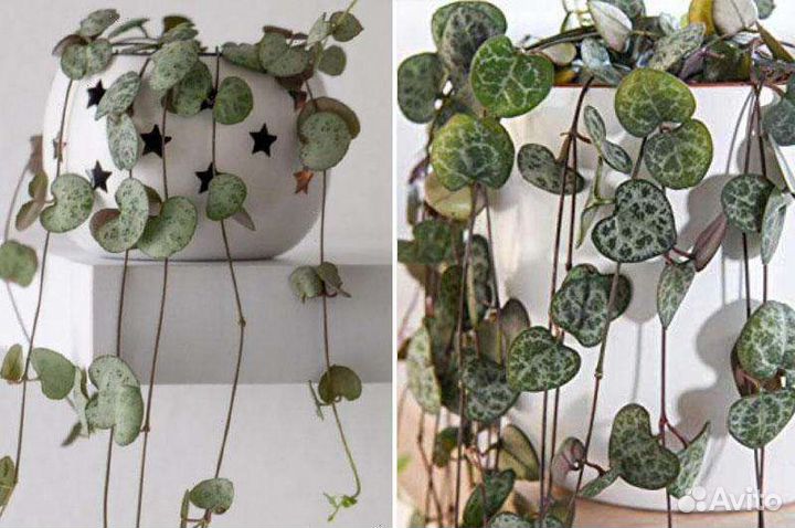 Комнатные цветы растение церопегия Вуда