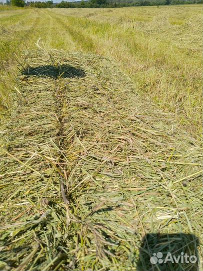 Сено сеяное 2023