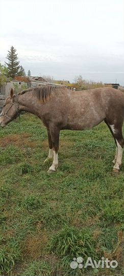 Продажа обмен кобыла