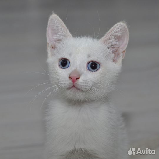 Котятки в добрые руки