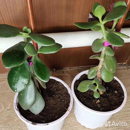 Толстянка. Денежное дерево. Живое дерево