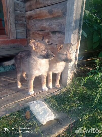 Щенки бесплатно