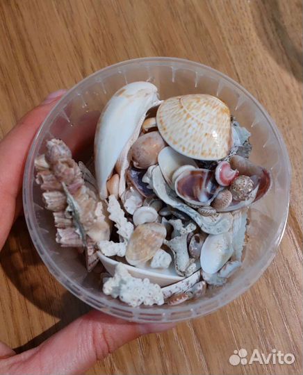 Морские ракушки, кораллы