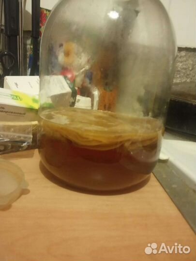 Чайный гриб