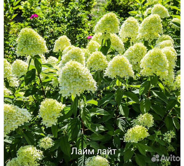 Гортензия метельчатая Лайм Лайт
