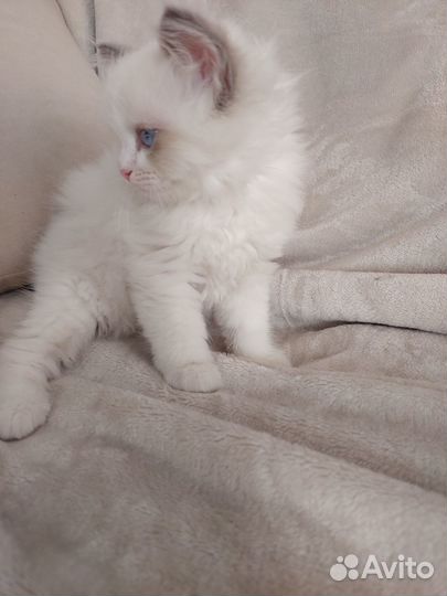 Котята регдолл