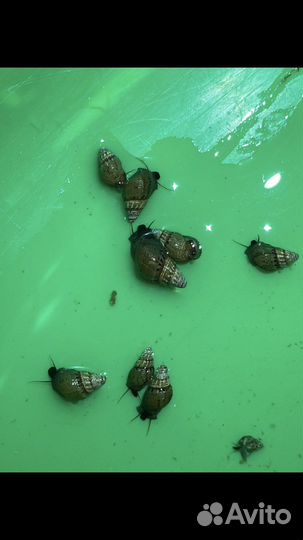 Улитки аквариумные