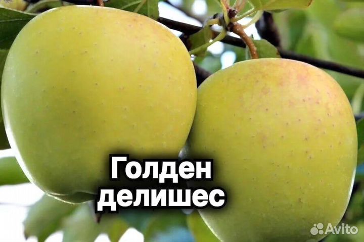 Плодовые декоративные деревья