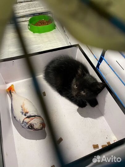 Котёнок в добрые ответственные руки