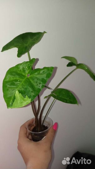 Комнатные лианы