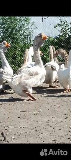 Холмогорские гусята