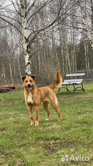 Собачку предали