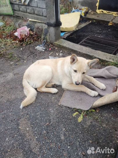 Юкки ищет дом