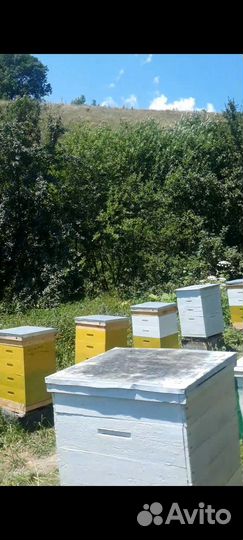 Пчелинные улья И мед