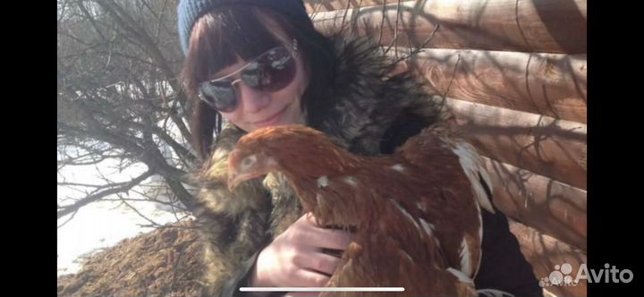 Куры молодки несушки