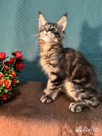 Мейн-кун котенок