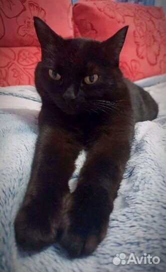 Кошка в дар