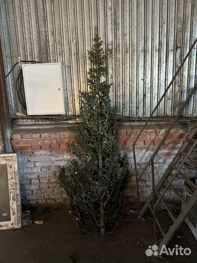 Пихта арт 02494749