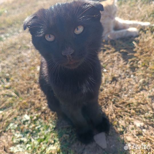 Отдам котят в добрые руки