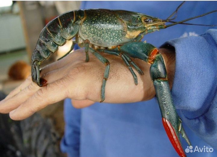 Австралийский красноклешневый рак