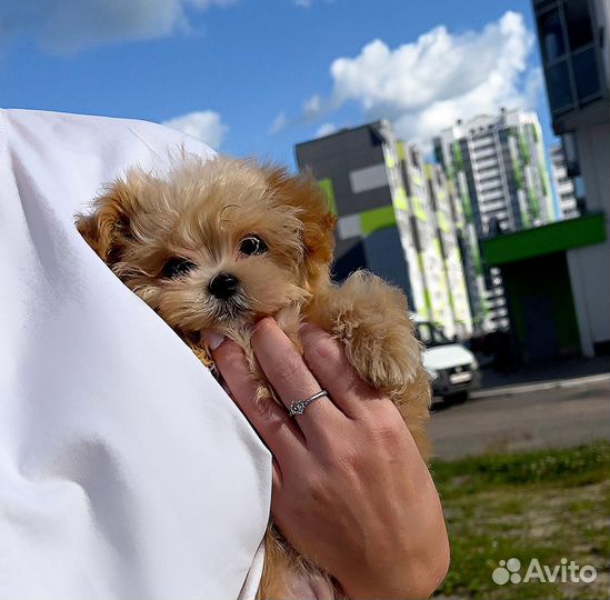 Мальтипу ф1 мини и микро