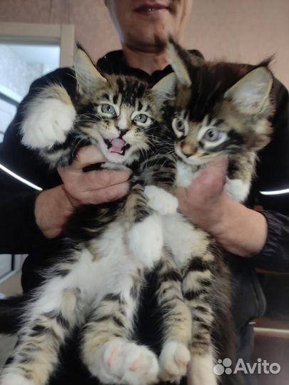 Котята мейн-кун