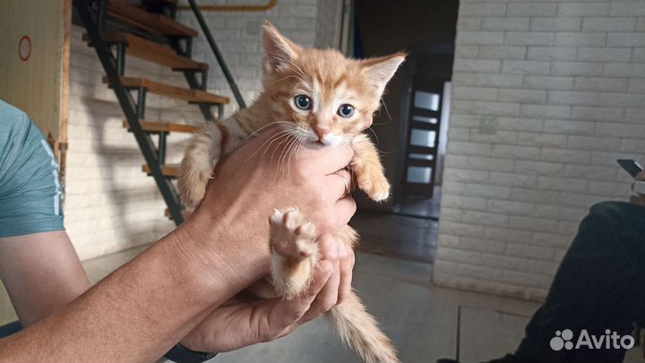 Кошка в дар
