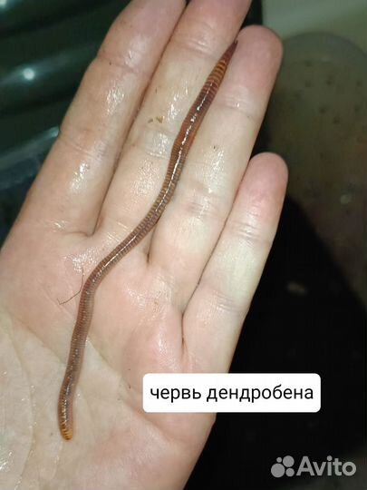 Черви для рыбалки