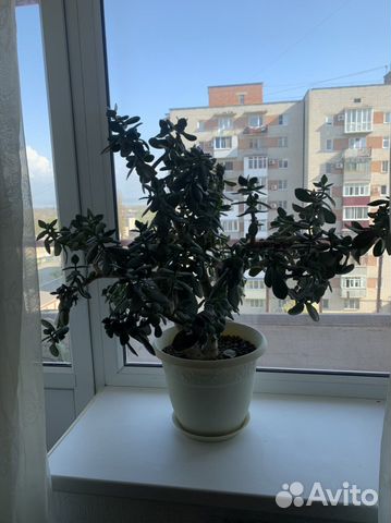 Толстянка (денежное дерево)