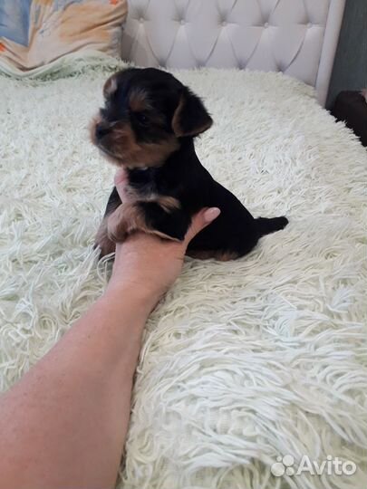 Йоркширский терьер мини