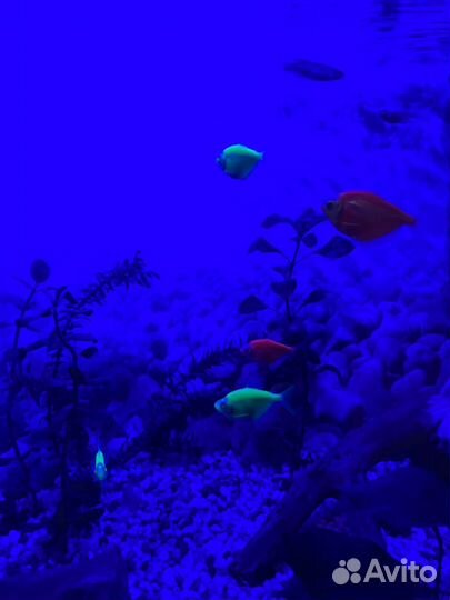 Стайка Тернеций гло