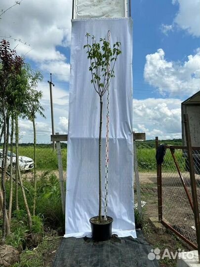 Вишня мелкопильчатая Kanzan (Канзан)