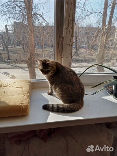 Кошка
