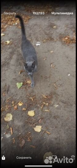 Нашлась кошка