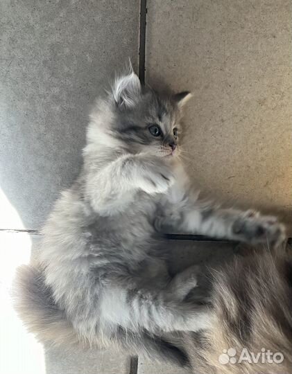 Отдам котенка в добрые руки