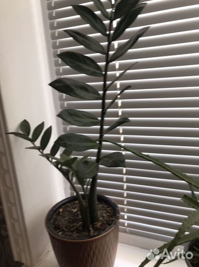 Замиокулькас