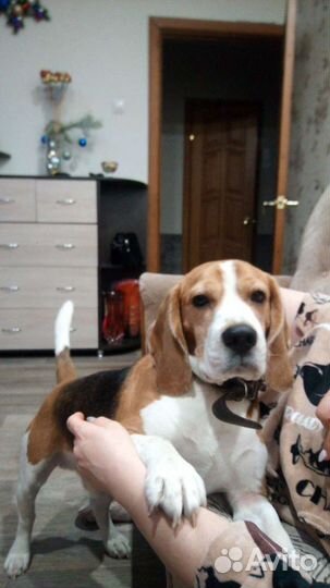 Вязка бигль