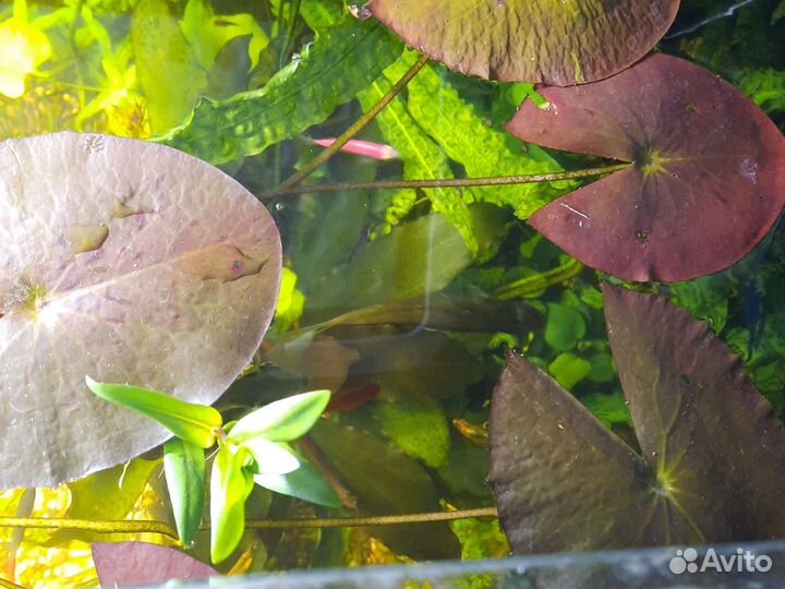 Аквариумные растения