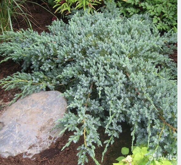 Можжевельник чешуйчатый Блю Карпет